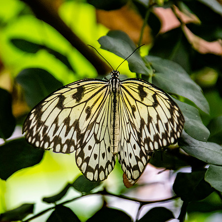 Tree nymph