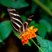 Zebra longwing
