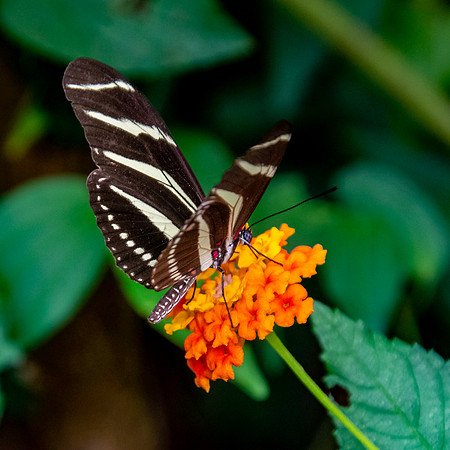 Zebra longwing
