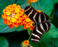 Zebra longwing