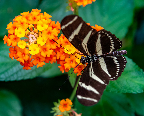Zebra longwing
