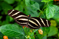 Zebra longwing