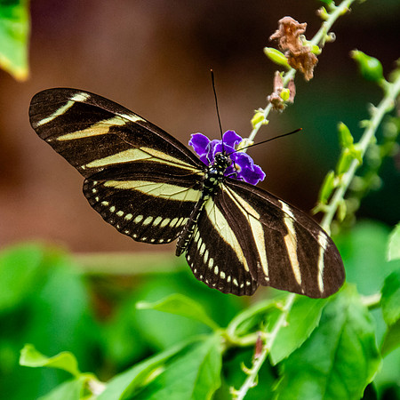 Zebra longwing