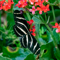 Zebra longwing