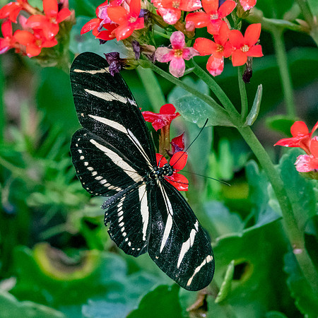 Zebra longwing