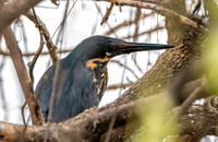 Black bittern