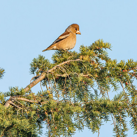 Hawfinch, female