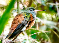 Amazilia hummingbird