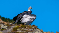 Andean condor