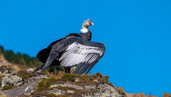 Andean condor