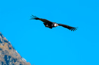 Andean condor