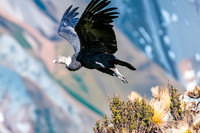 Andean condor