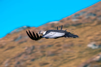 Andean condor
