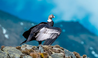 Andean condor
