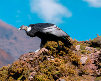 Andean condor