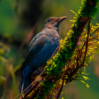 Asian fairy bluebird, female