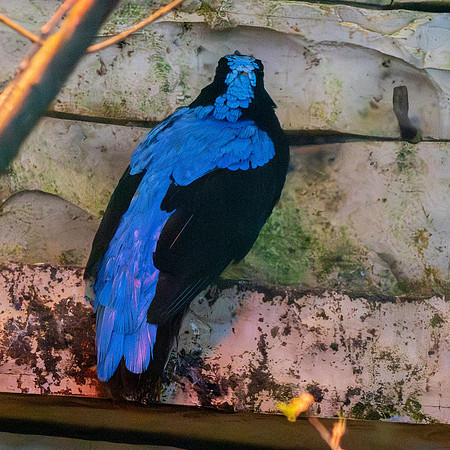 Asian fairy bluebird