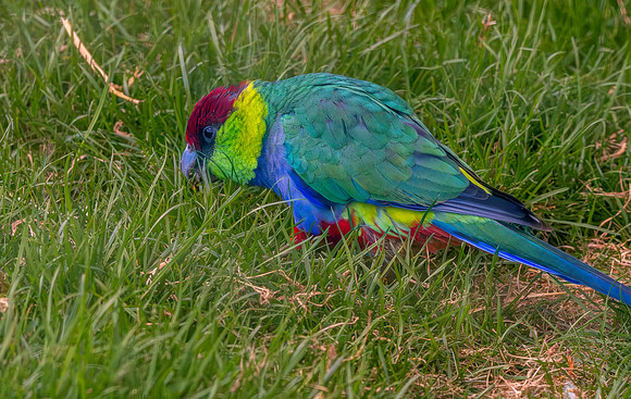 Australian ringneck