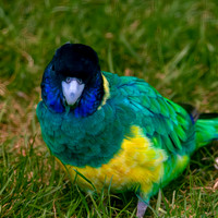 Australian ringneck