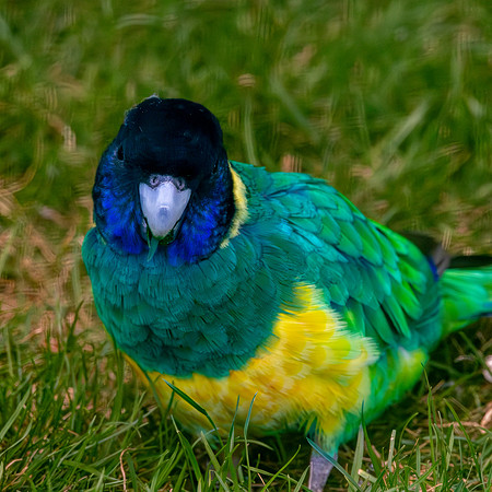 Australian ringneck