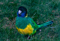 Australian ringneck
