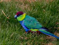 Australian ringneck