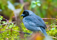 Black faced tanager