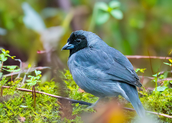 Black faced tanager