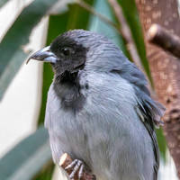 Black faced tanager