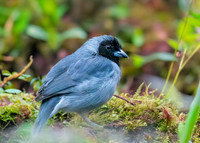 Black faced tanager