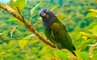 Blue headed parrot