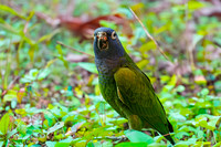 Blue headed parrot
