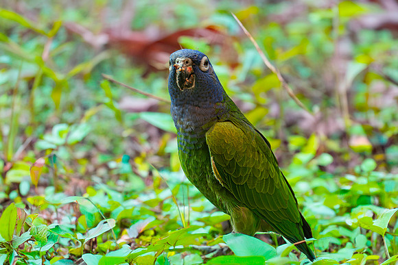 Blue headed parrot