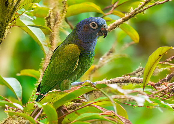 Blue headed parrot