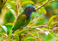 Blue headed parrot