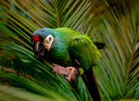 Blue winged macaw