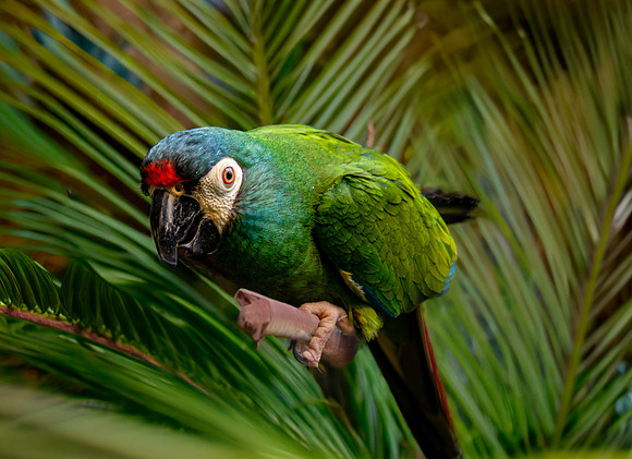 Blue winged macaw