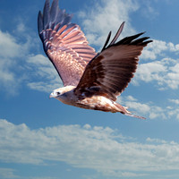 Brahminy kite