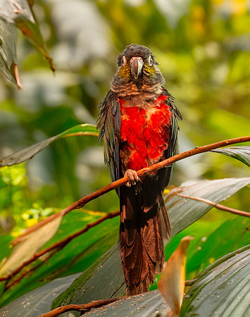 Crimson bellied parakeet