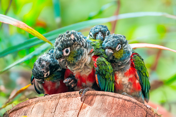 Crimson bellied parakeet