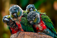 Crimson bellied parakeet