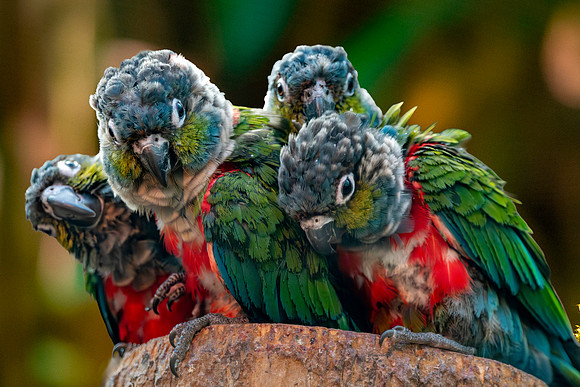 Crimson bellied parakeet