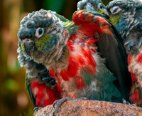 Crimson bellied parakeet