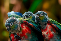 Crimson bellied parakeet