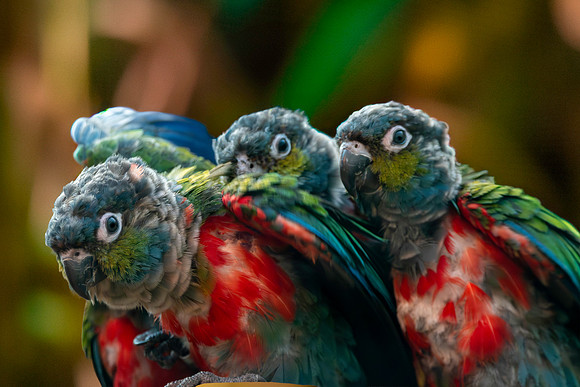 Crimson bellied parakeet