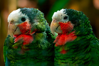 Cuban amazon parrot