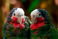 Cuban amazon parrot