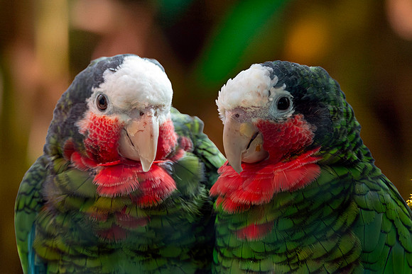 Cuban amazon parrot