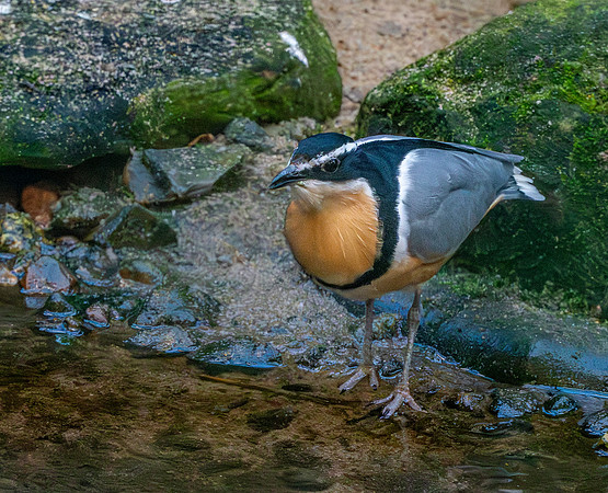 Egyptian plover