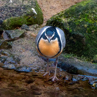 Egyptian plover